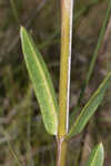 Largeflower milkweed